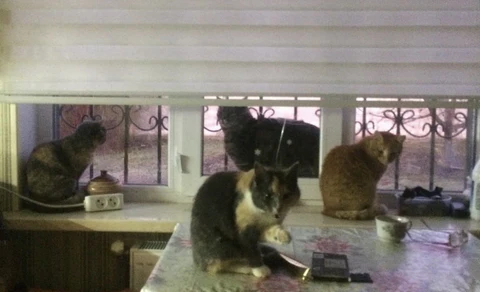 Harmony at Home - Cats and Dogs Living Together