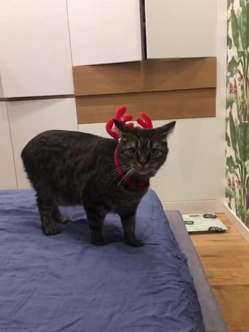 Shedding Light on Feline Blues: Do Cats Experience Seasonal Affective Disorder?