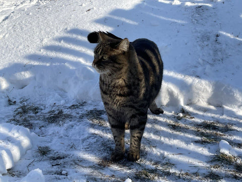 Shedding Light on Feline Blues: Do Cats Experience Seasonal Affective Disorder?