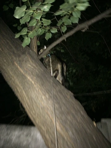 Exploring the Great Outdoors with Your Feline Friend