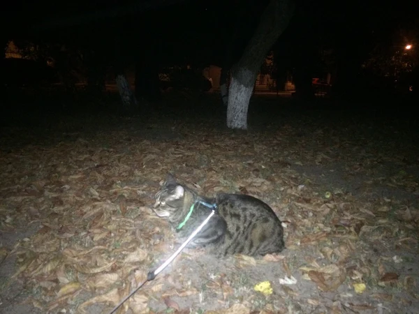 Exploring the Great Outdoors with Your Feline Friend