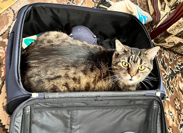 The Cozy Quest: Unveiling Cats' Natural Instincts to Seek Cover