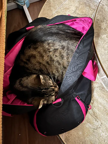 The Cozy Quest: Unveiling Cats' Natural Instincts to Seek Cover