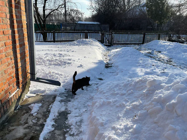 Festive Tails and Adventures: Celebrating Christmas and Welcoming 2024 with Our Furry Friends!