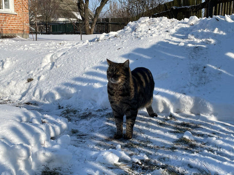 Festive Tails and Adventures: Celebrating Christmas and Welcoming 2024 with Our Furry Friends!